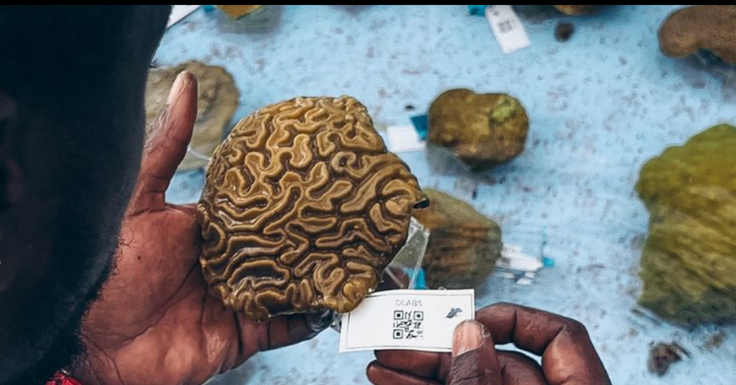 Coral Vita