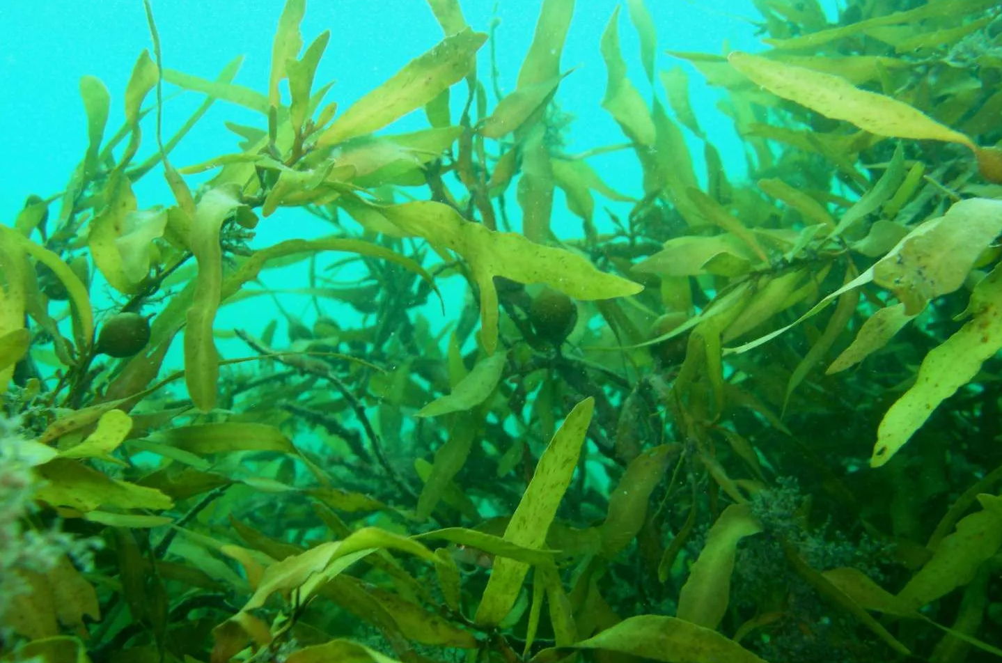 Ocean Catalysts: Funding the Future Beneath the Surface
