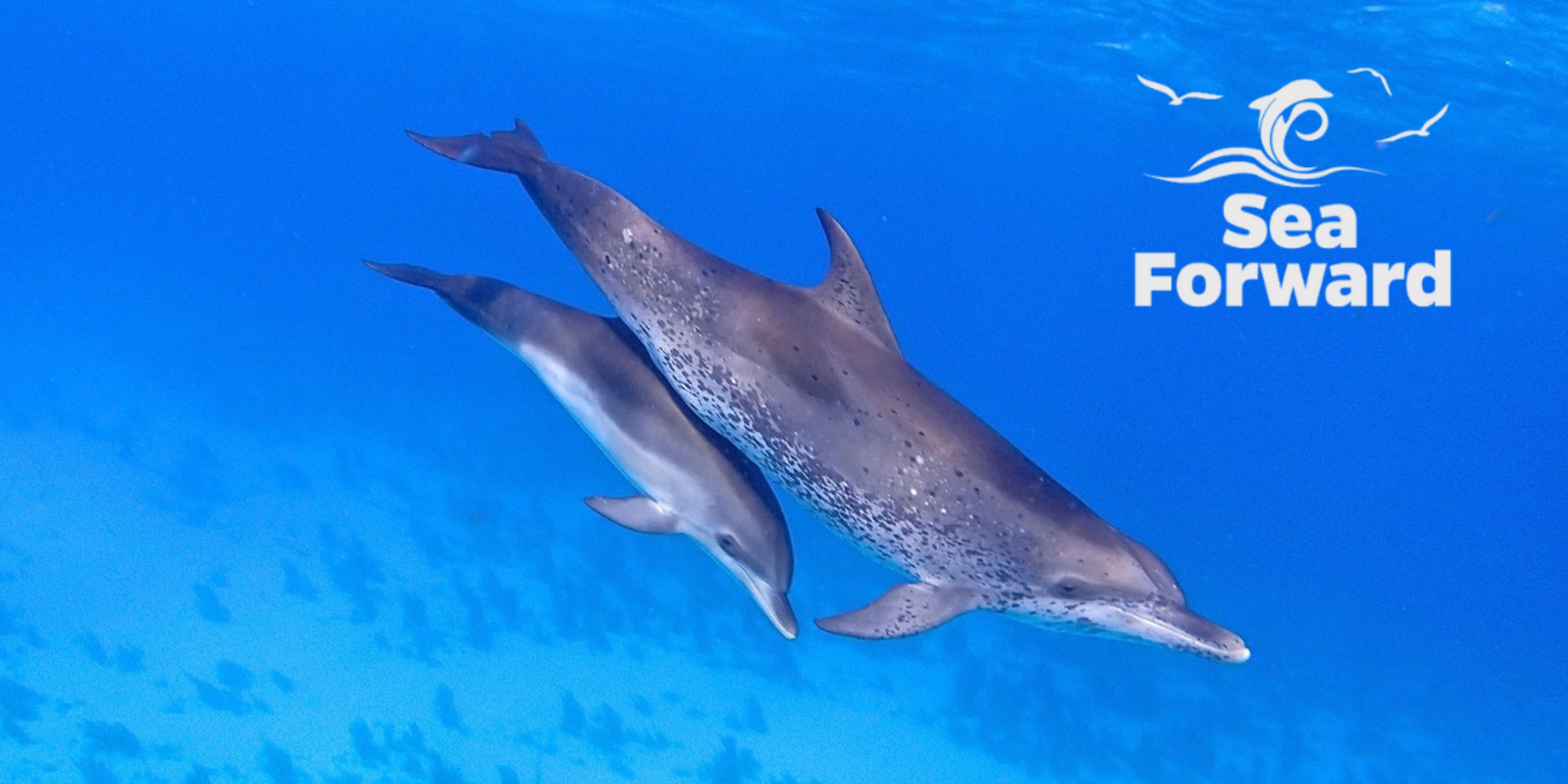 Sea Forward Joins CataCap to Make Ocean Impact Investing More Accessible