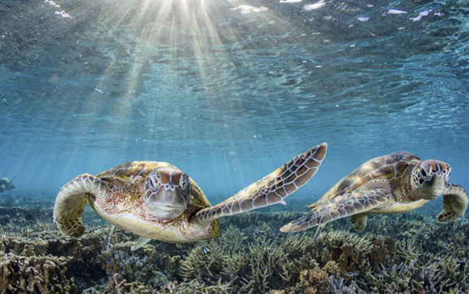 CataCap Sponsors Ocean-Based, Blue Finance Campaign